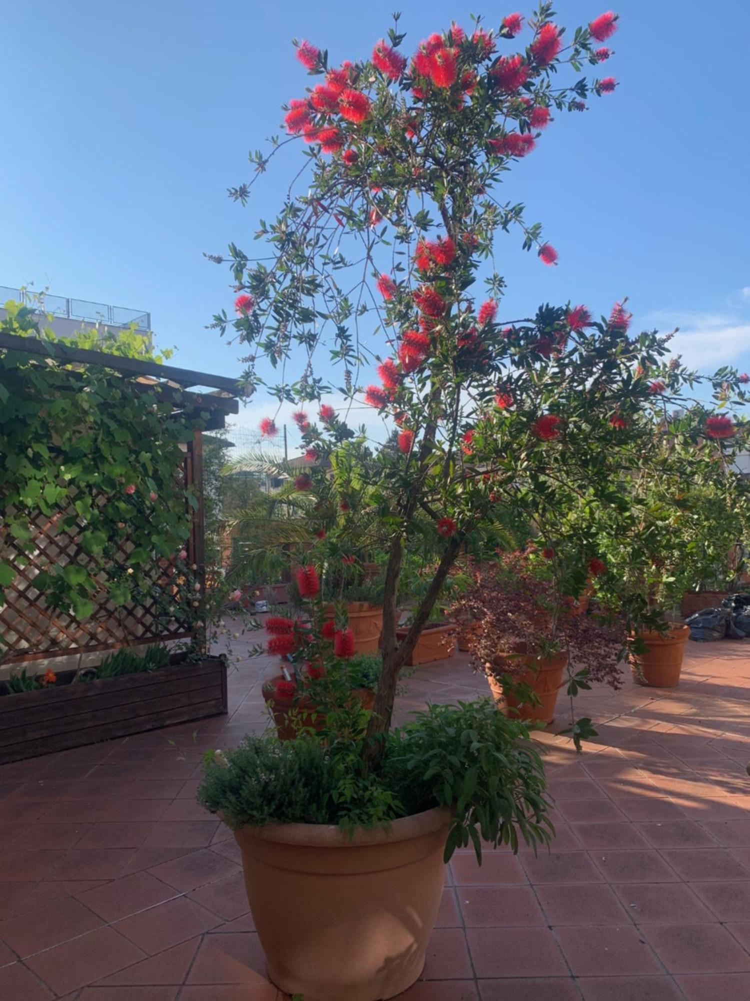 La Terrazza Da Ernestina Apartment Lucca Exterior photo